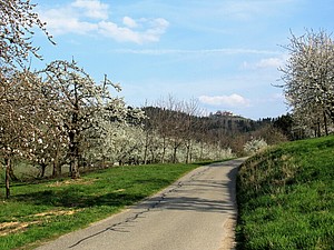 Cherry trees on the right and on the left