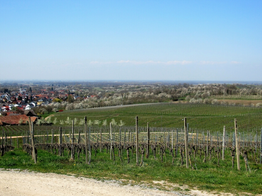 Des vignobles près d'Ebersweier