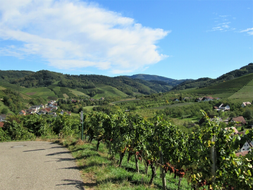 The vineyard "Steinberg"
